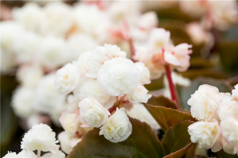 Begonia semperfl. Doublet mix - Dosch Blumen