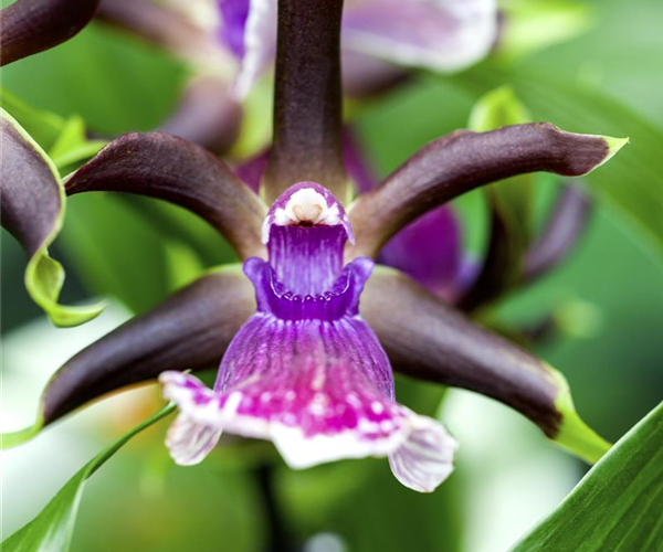 Zygopetalum maculatum