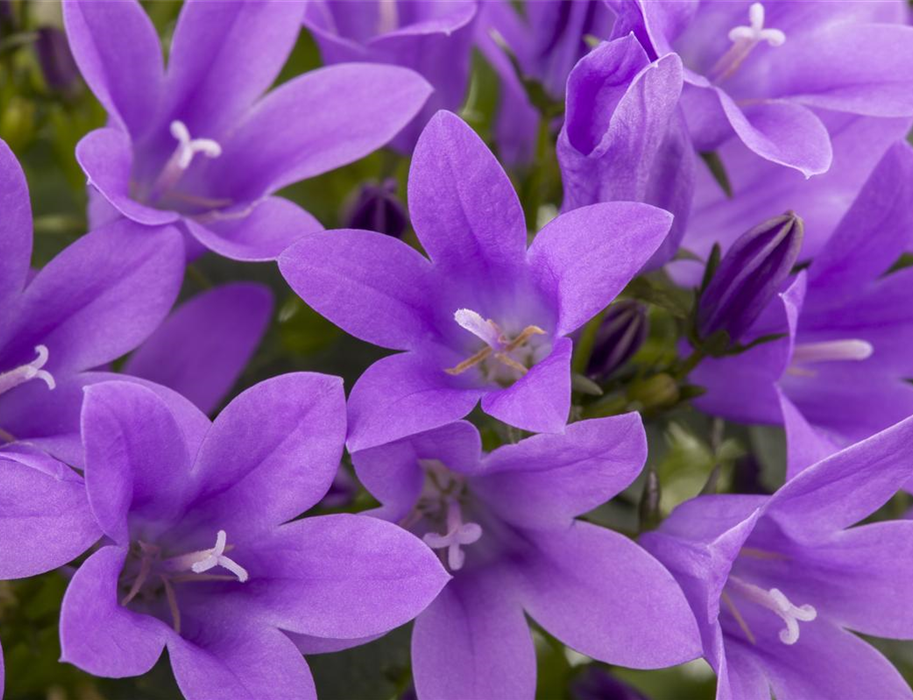 Campanula portenschlagiana