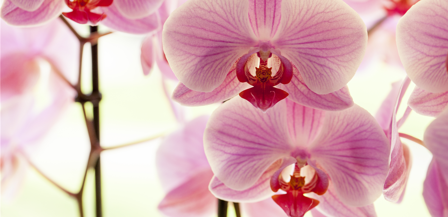 Phalaenopsis, rosa