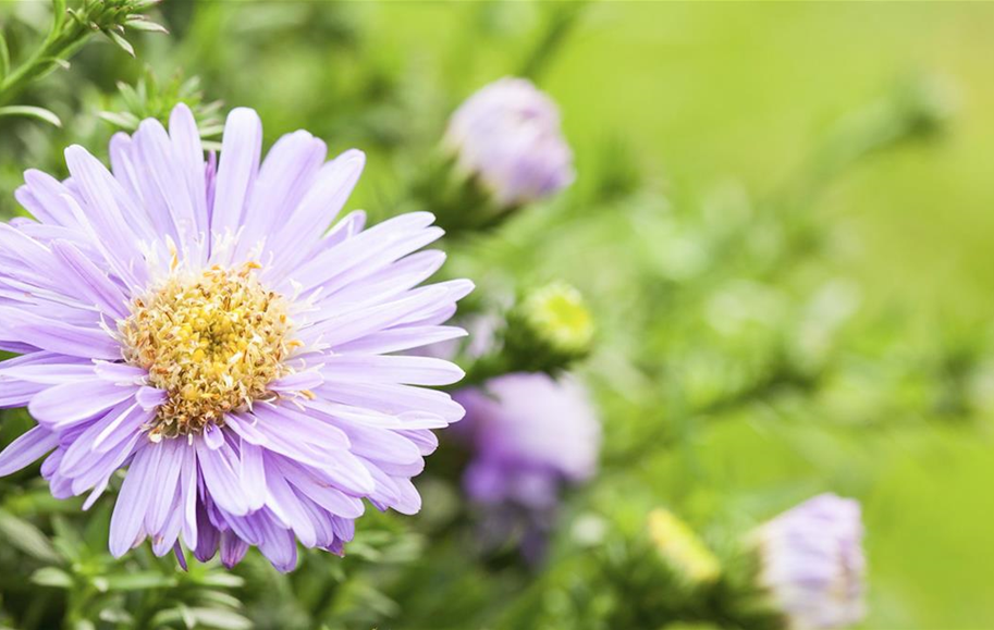 Astern - Einpflanzen im Garten (Thumbnail)