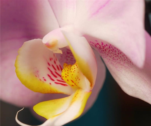 Zimmerpflanzenportrait Orchidee (Thumbnail)