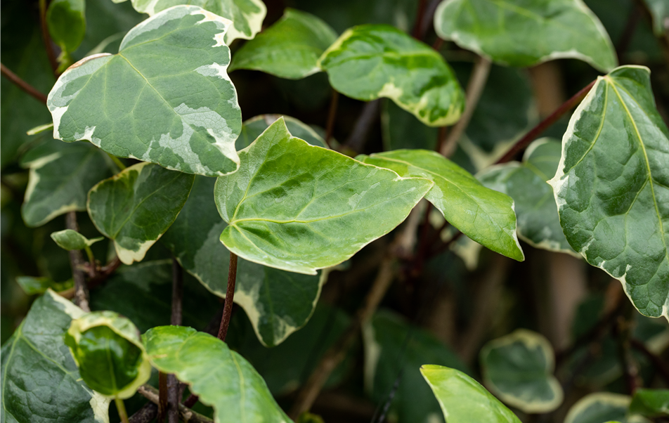 Hedera canariensis 'Gloire de Marengo'