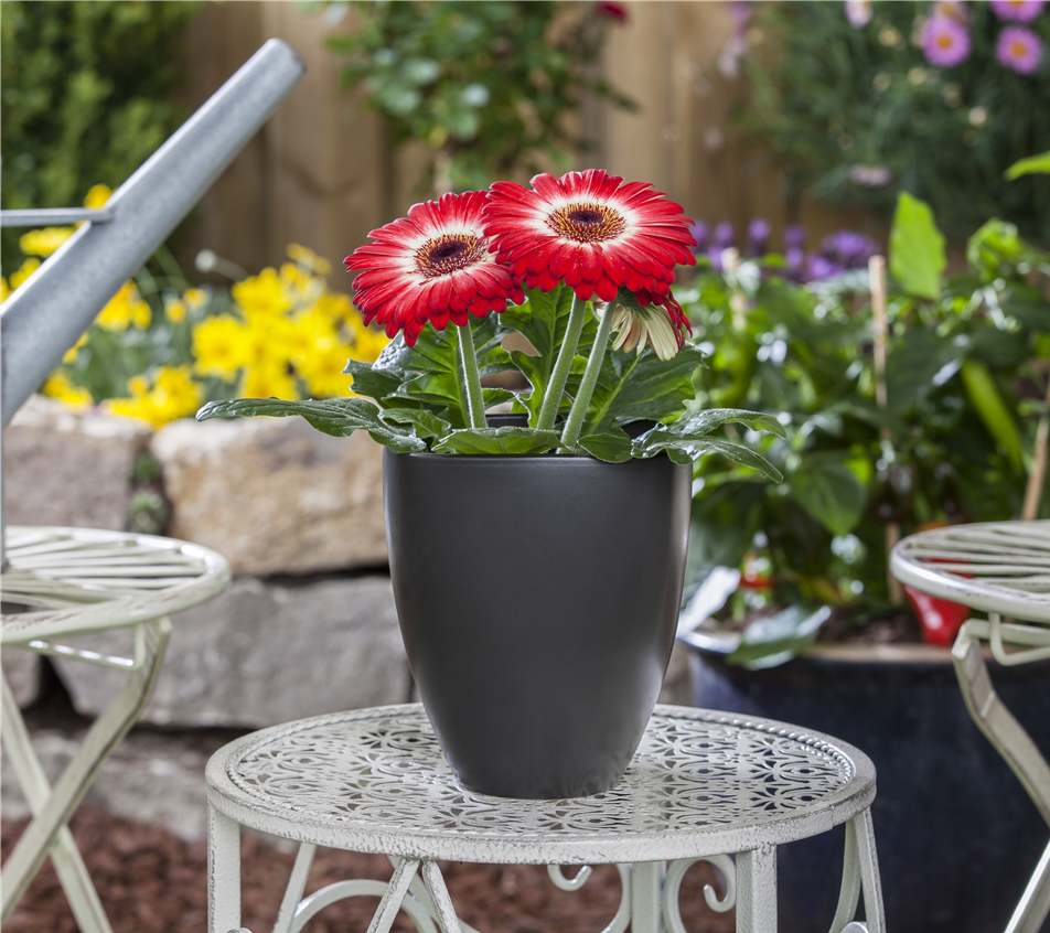 Gerbera jamesonii