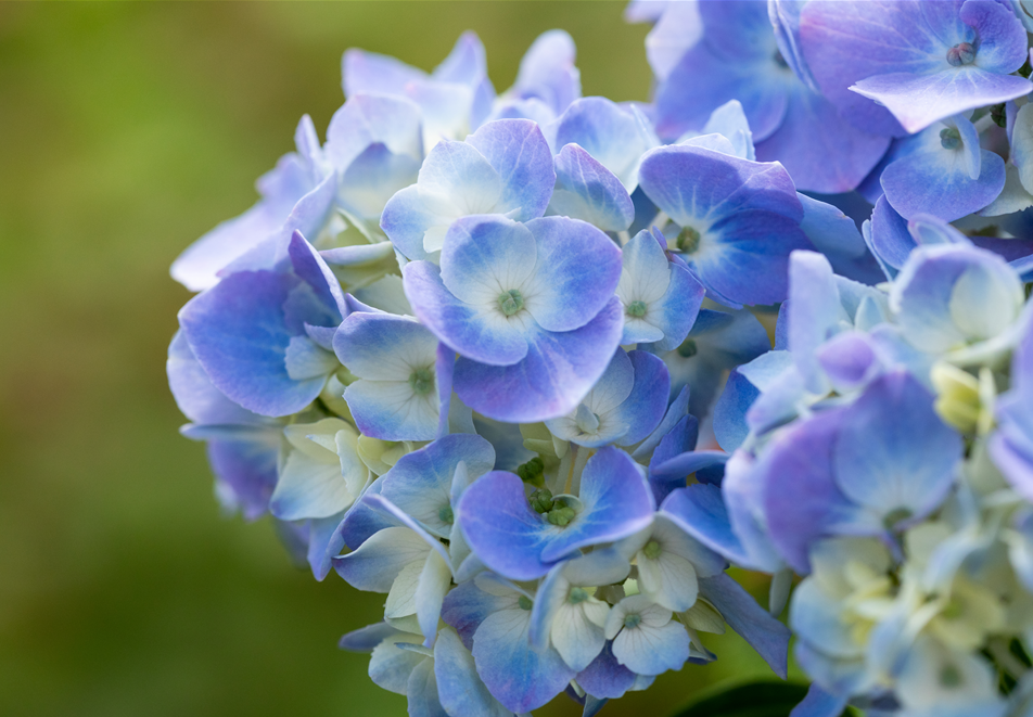 Hydrangea macr. 'Endless Summer'®